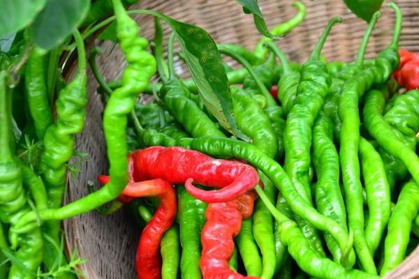 航椒4號什么時候種 航椒4號種植技術