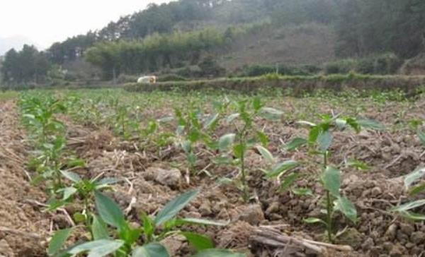 航椒4號市場價格多少錢一斤 航椒4號適合什么地區種