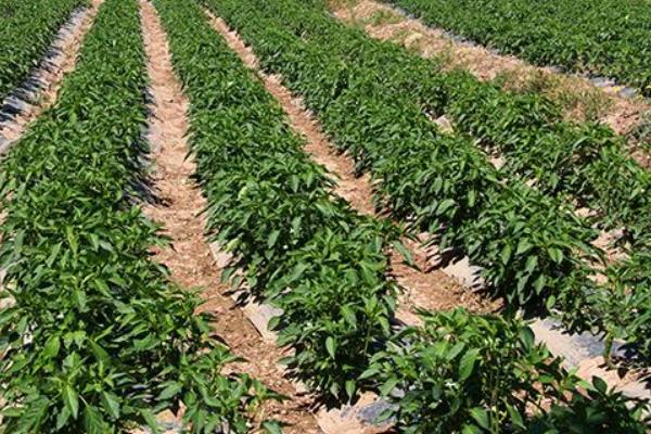 航椒4號市場價格多少錢一斤 航椒4號適合什么地區種