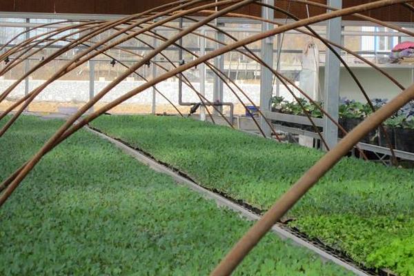 航椒4號市場價格多少錢一斤 航椒4號適合什么地區種