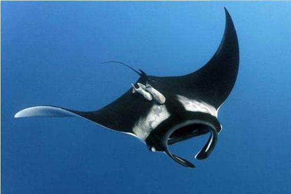 像蝙蝠一樣的魚叫什么 紅唇蝙蝠魚能吃嗎