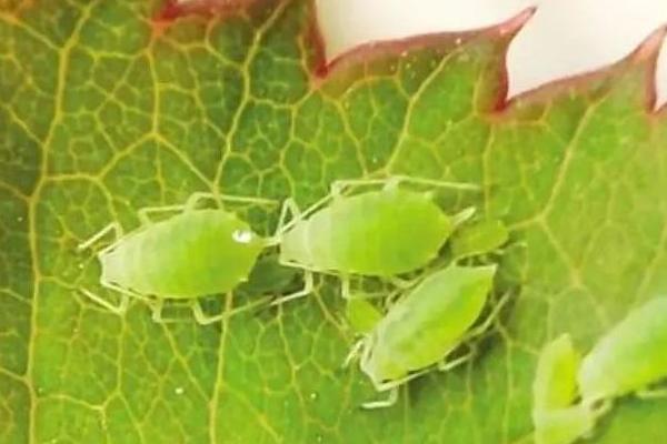 蚜蟲圖片大全 蚜蟲是什么 蚜蟲長什么樣