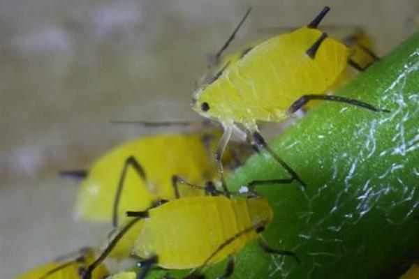 蚜蟲圖片大全 蚜蟲是什么 蚜蟲長什么樣