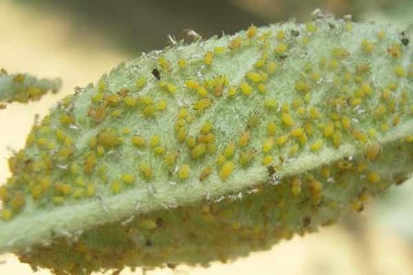 蚜蟲圖片大全 蚜蟲是什么 蚜蟲長什么樣