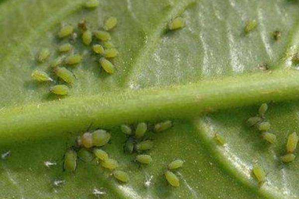 蚜蟲圖片大全 蚜蟲是什么 蚜蟲長什么樣