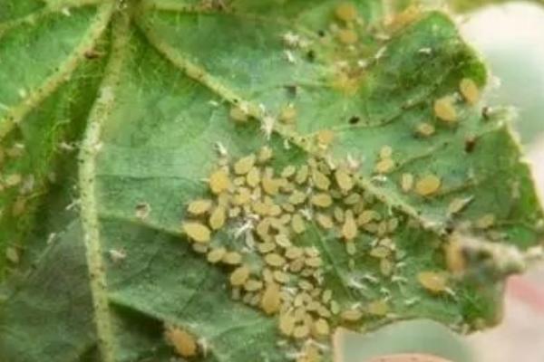 蚜蟲圖片大全 蚜蟲是什么 蚜蟲長什么樣