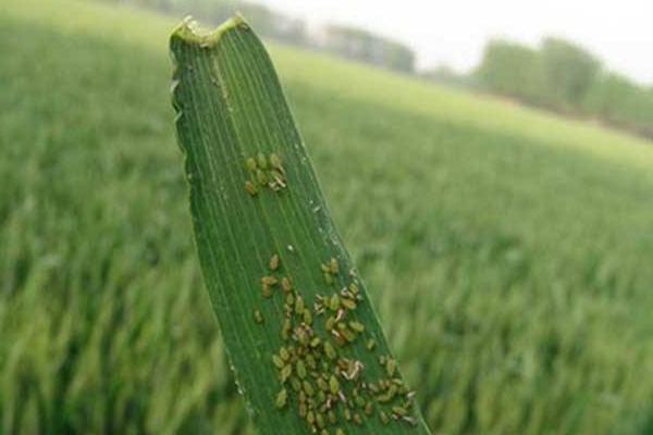 蚜蟲圖片大全 蚜蟲是什么 蚜蟲長什么樣