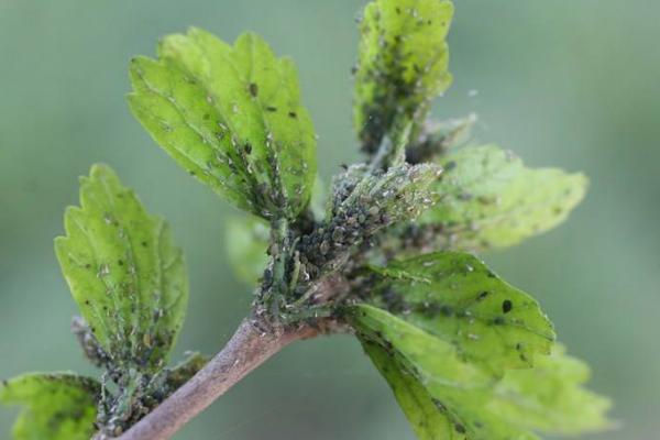 蚜蟲圖片大全 蚜蟲是什么 蚜蟲長什么樣