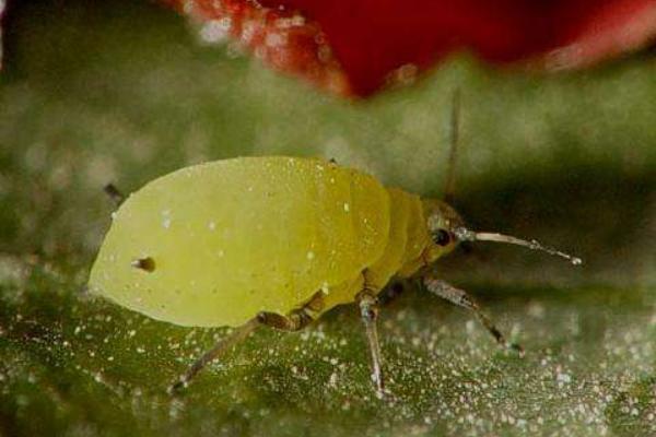 蚜蟲圖片大全 蚜蟲是什么 蚜蟲長什么樣