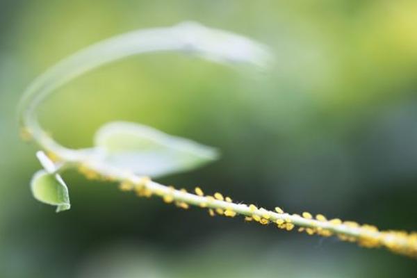 蚜蟲圖片大全 蚜蟲是什么 蚜蟲長什么樣