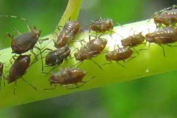 蚜蟲圖片大全 蚜蟲是什么 蚜蟲長什么樣