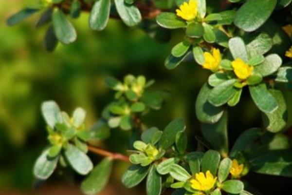 馬齒莧能治療白發(fā)嗎 馬齒莧怎么治痔瘡