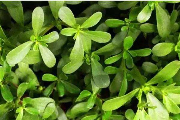 馬齒莧能治療白發(fā)嗎 馬齒莧怎么治痔瘡