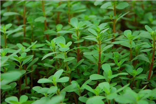 馬齒莧能治療白發(fā)嗎 馬齒莧怎么治痔瘡