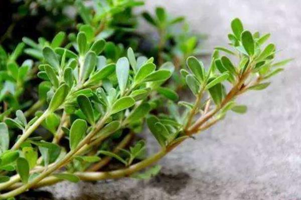 馬齒莧能治療白發(fā)嗎 馬齒莧怎么治痔瘡