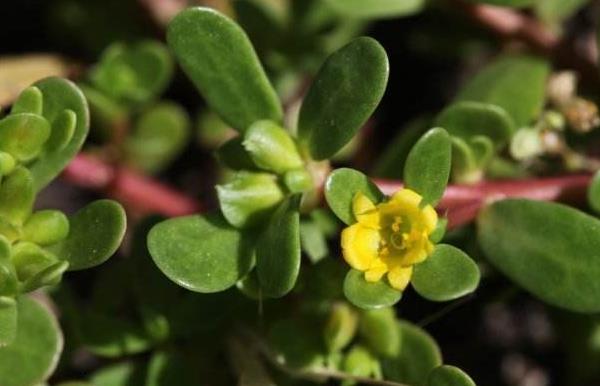 馬齒莧能治療白發(fā)嗎 馬齒莧怎么治痔瘡