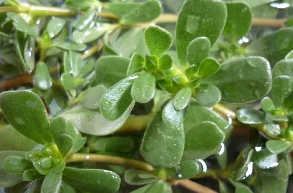 馬齒莧怎么做好吃又簡單 馬齒莧家常做法大全