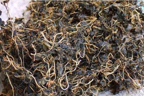 馬齒莧怎么做好吃又簡單 馬齒莧家常做法大全