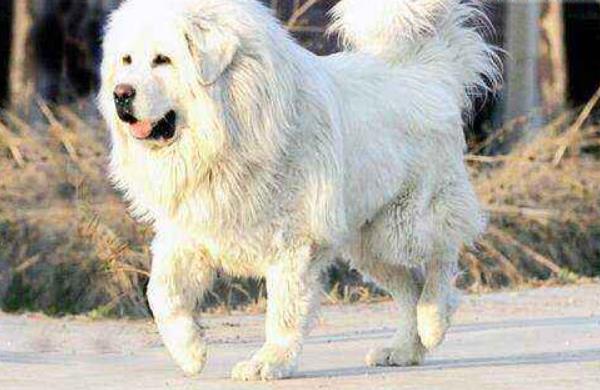 海藍獸市場價格多少錢一只 海藍獸真的存在嗎