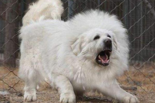 海藍獸市場價格多少錢一只 海藍獸真的存在嗎