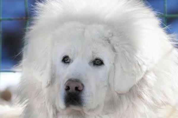 海藍獸市場價格多少錢一只 海藍獸真的存在嗎