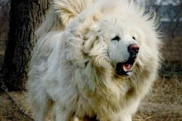 海藍獸市場價格多少錢一只 海藍獸真的存在嗎