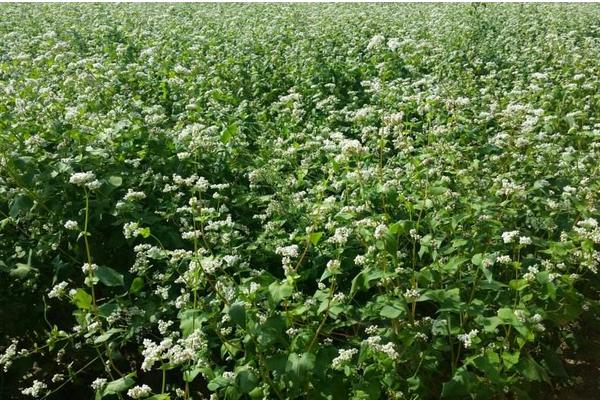 蕎麥什么時候種 蕎麥種植技術