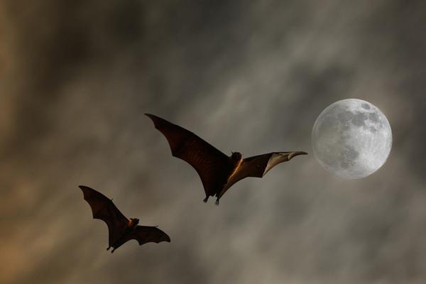 蝙蝠有毒嗎 蝙蝠咬人嗎 被蝙蝠咬了怎么辦