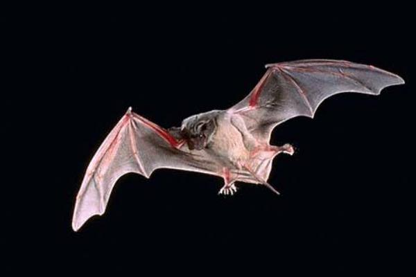 蝙蝠飛到家里是什么預兆 蝙蝠怎么驅(qū)趕