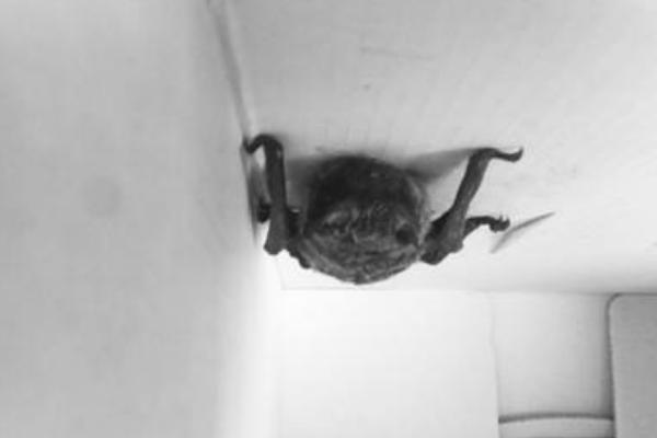 蝙蝠飛到家里是什么預兆 蝙蝠怎么驅(qū)趕
