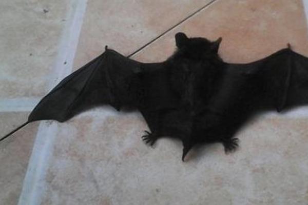 蝙蝠飛到家里是什么預兆 蝙蝠怎么驅(qū)趕