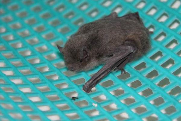 蝙蝠飛到家里是什么預兆 蝙蝠怎么驅(qū)趕