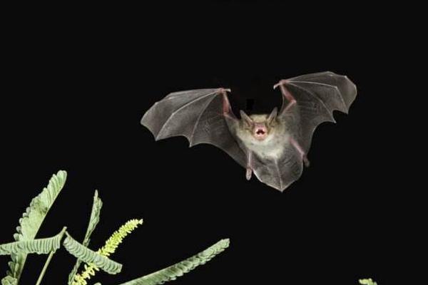 蝙蝠飛到家里是什么預兆 蝙蝠怎么驅(qū)趕