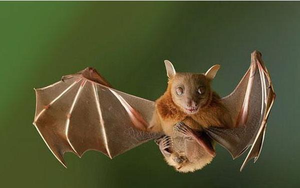 蝙蝠有眼睛嗎 蝙蝠是鳥嗎 蝙蝠是不是老鼠變的