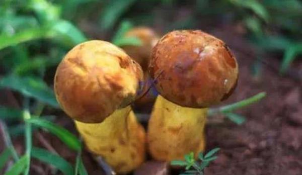 牛肝菌市場價格多少錢一斤 牛肝菌產(chǎn)地在哪里