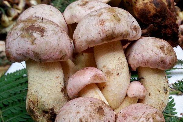 牛肝菌市場價格多少錢一斤 牛肝菌產(chǎn)地在哪里