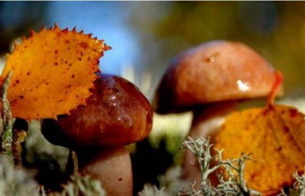 牛肝菌市場價格多少錢一斤 牛肝菌產(chǎn)地在哪里