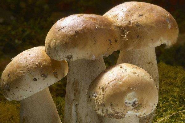 牛肝菌市場價格多少錢一斤 牛肝菌產(chǎn)地在哪里