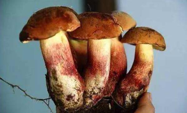 牛肝菌市場價格多少錢一斤 牛肝菌產(chǎn)地在哪里