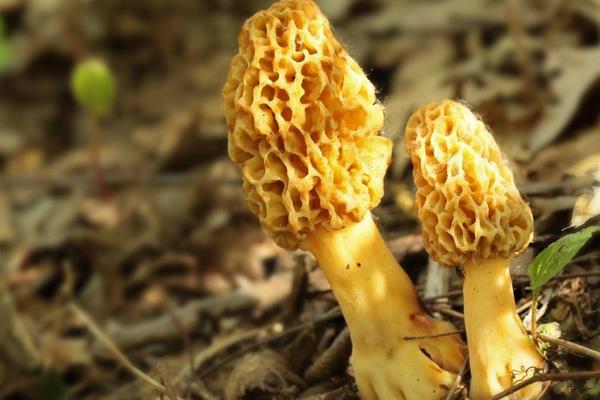 羊肚菌孕婦可以吃嗎 羊肚菌哪些人不宜吃