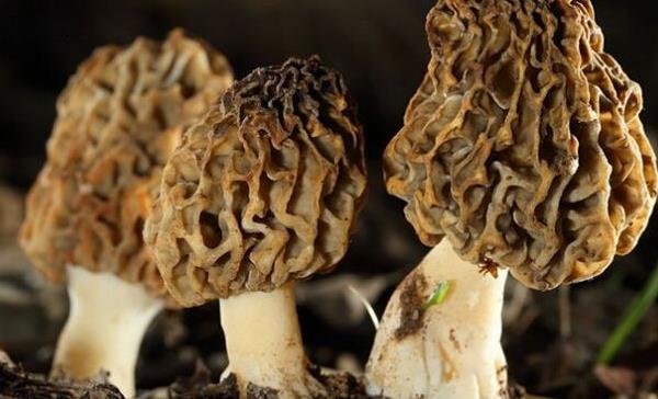 羊肚菌野生和人工種植的區別是什么 種植羊肚菌賺錢嗎