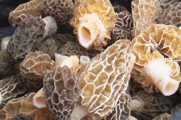 羊肚菌人工栽培新技術 羊肚菌生長環境