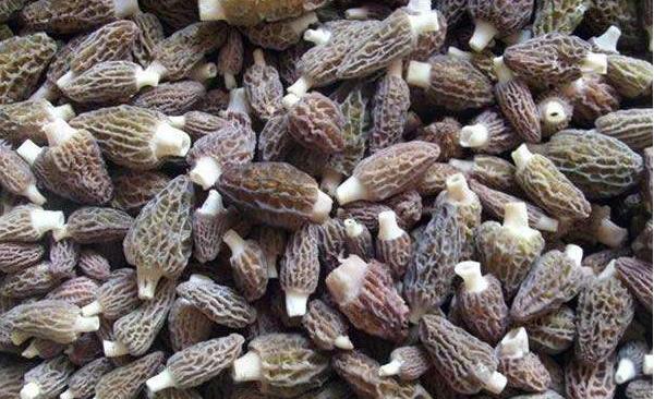 羊肚菌種子哪里買 羊肚菌產地在哪里