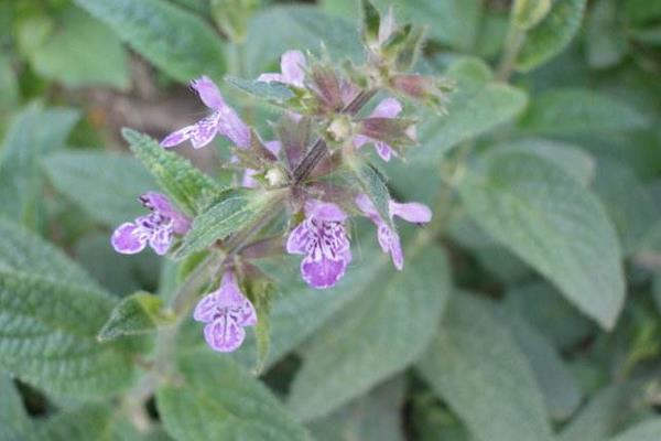 甘露子一畝地產量有多少 種甘露子利潤怎么樣