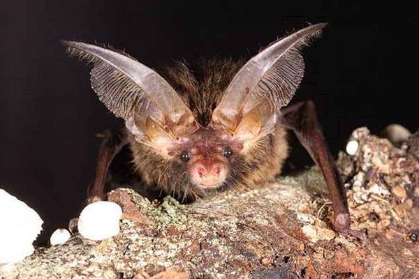 蝙蝠是胎生還是卵生 蝙蝠哪里多