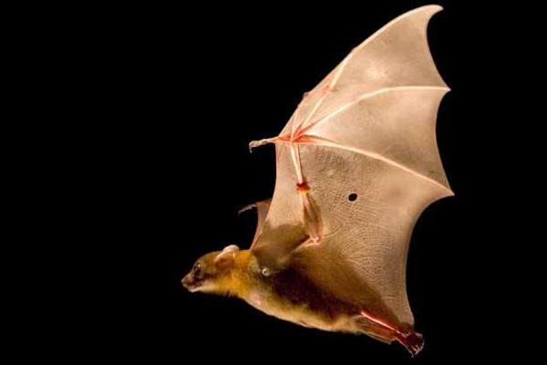 蝙蝠是什么 蝙蝠吃什么 蝙蝠吸血嗎