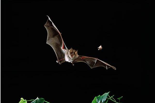 蝙蝠能吃嗎 蝙蝠是益蟲還是害蟲