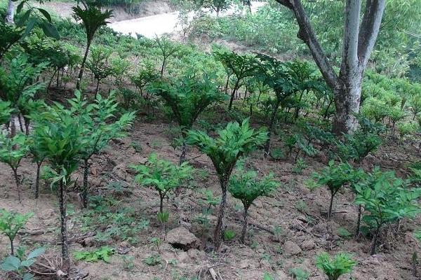 魔芋怎么種 魔芋一畝地能收多少斤