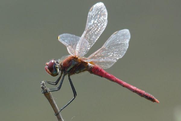 蜻蜓是益蟲還是害蟲 蜻蜓有觸角嗎