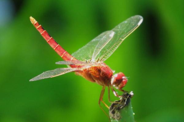 蜻蜓低飛的原因及預兆 蜻蜓多是怎么回事